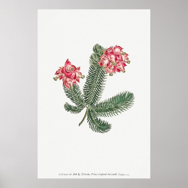 Poster Ilustração Botânica Vintage (Frente)