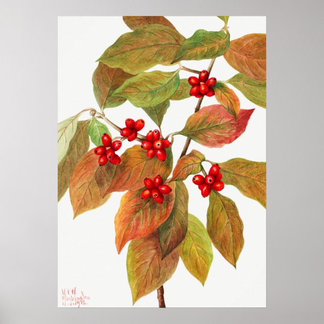 Poster Ilustração Botânica Vintage (Frente)