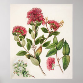 Poster Ilustração Botânica Vintage