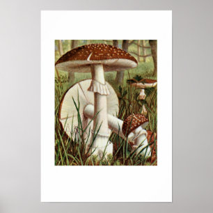 Poster Ilustração Botânica Vintage