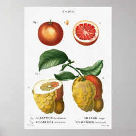 Poster Ilustração Botânica Vintage