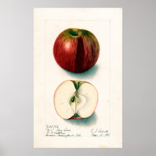 Poster Ilustração Botânica Vintage Apple