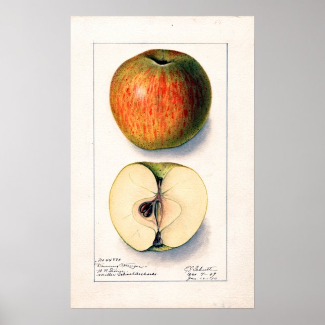 Poster Ilustração Botânica Vintage Apple (Frente)