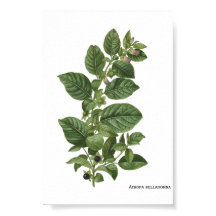 Ilustração Botânica Vintage Atropa Belladonna