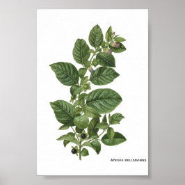 Poster Ilustração Botânica Vintage Atropa Belladonna