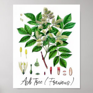 Poster Ilustração Botânica Vintage da Árvore do Freixo