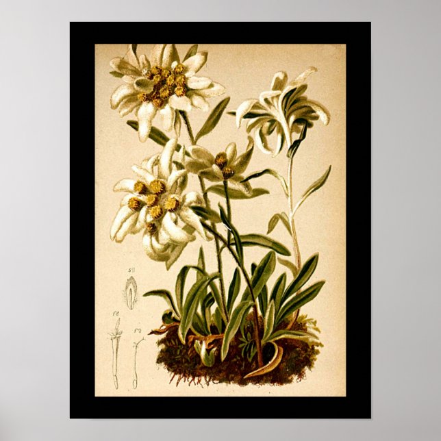 Poster Ilustração Botânica Vintage das Flores Edelweiss (Frente)