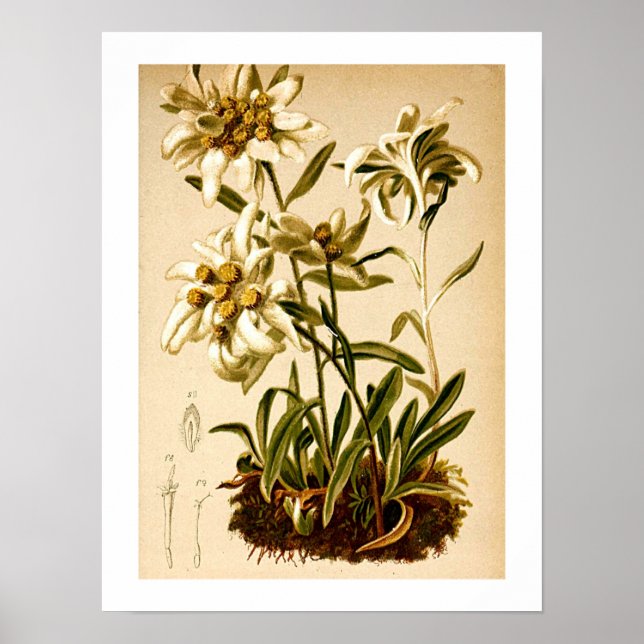 Poster Ilustração Botânica Vintage das Flores Edelweiss (Frente)