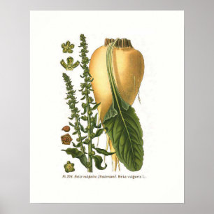 Poster Ilustração Botânica Vintage de Beterraba Açucareir