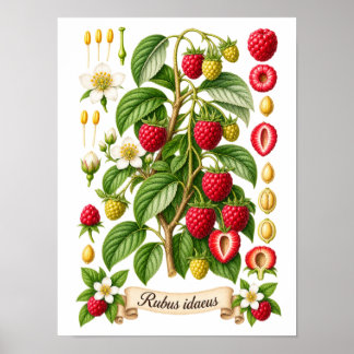 Poster Ilustração Botânica Vintage de Framboesa