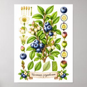 Poster Ilustração Botânica Vintage de Mirtilo Azul