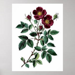 Poster Ilustração Botânica Vintage de Rosa Selvagem Verme