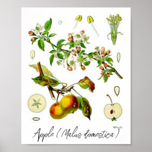 Poster Ilustração Botânica Vintage Flor de Fruta Maçã
