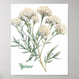 Poster Ilustração Botânica Vintage Mil-Folhas