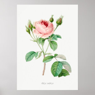 Poster Ilustração Botânica Vintage Rosa Rosa Rosa Rosa