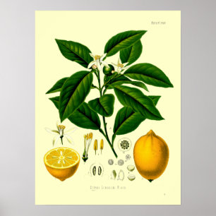 Poster Ilustração Botânica Vintage Victorian Era Lemon