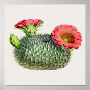 Poster Ilustração Cactus