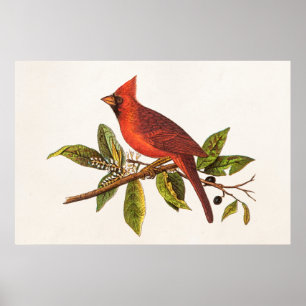 Pôster Ilustração cardinal do pássaro da canção do