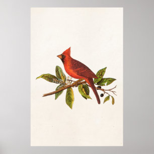 Poster Ilustração cardinal do pássaro da canção do