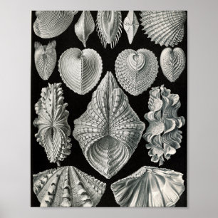 Poster Ilustração Científica de Conchas Bivalves Vintage