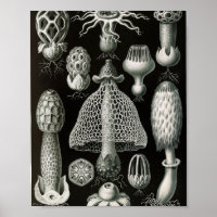 Ilustração Científica de Fungos Stinkhorn Vintage