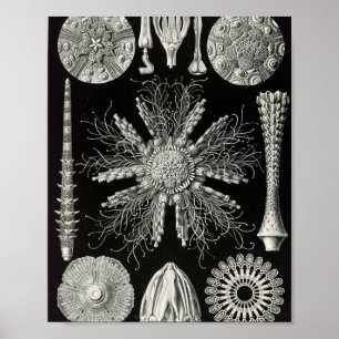 Poster Ilustração Científica de Ouriços-do-Mar Vintage