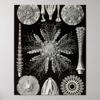 Poster Ilustração Científica de Ouriços-do-Mar Vintage