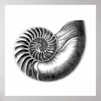 Ilustração Científica Nautilus Anítico Preto