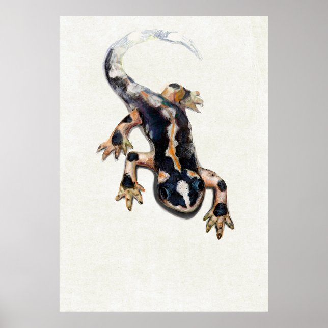 Poster Ilustração Científica Salamander de Lorestan (Frente)