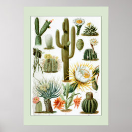 Poster Ilustração Científica Vintage Cactus