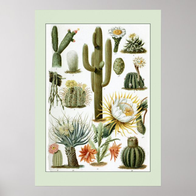 Poster Ilustração Científica Vintage Cactus (Frente)