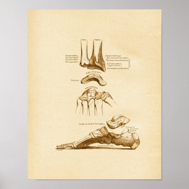 Poster Ilustração da Anatomia do Vintage Pé Pulsos do Pul (Frente)