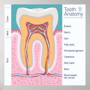 Pôster Ilustração da Anatomia dos Dentes