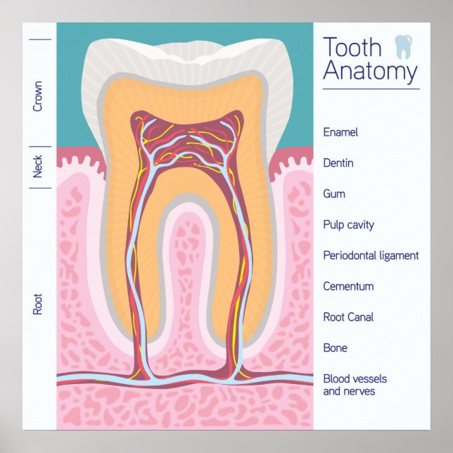 Pôster Ilustração da Anatomia dos Dentes (Frente)