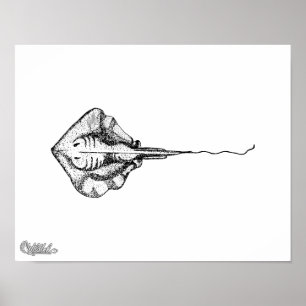 Pôster Ilustração da arraia-lixa