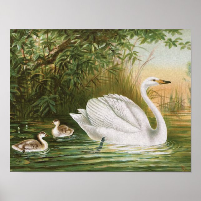 Poster Ilustração da ave de campo "Whooper Swan" (Frente)
