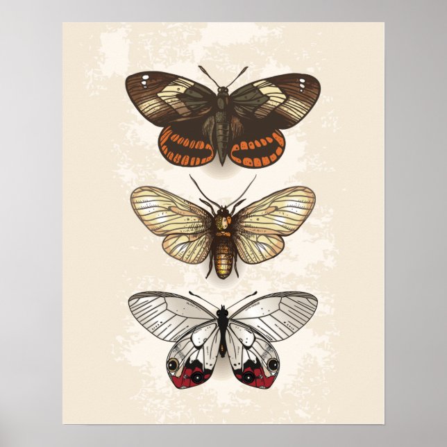 Poster Ilustração da borboleta (Frente)