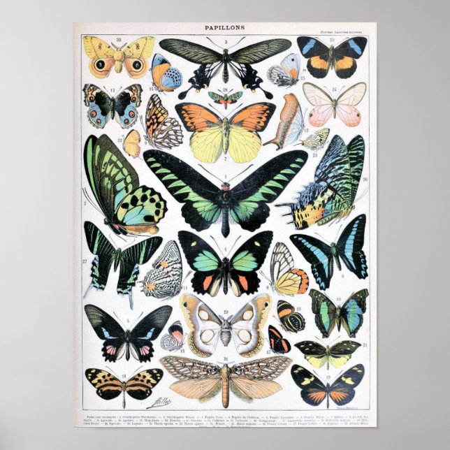 Poster Ilustração da Borboleta Vintage (Frente)