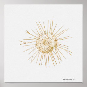 Poster Ilustração da casca de foraminiferano