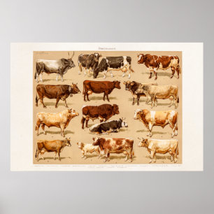 Pôster Ilustração da fazenda das vacas de leiteria de