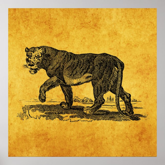 Pôster Ilustração da Lionesidade Vintage - Lion African,  (Frente)