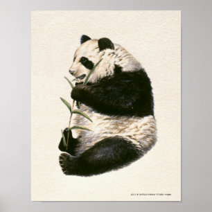 Poster Ilustração da panda gigante que alimenta no bamb