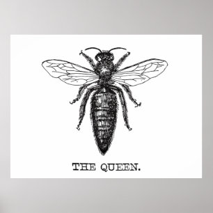 Pôster Ilustração da Rainha Abelha Desenho Clássico