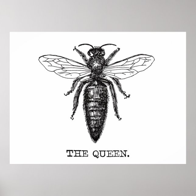 Pôster Ilustração da Rainha Abelha Desenho Clássico (Frente)