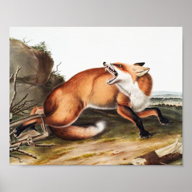 Poster Ilustração da Raposa Vermelha Americana (Vulpes Fu (Frente)