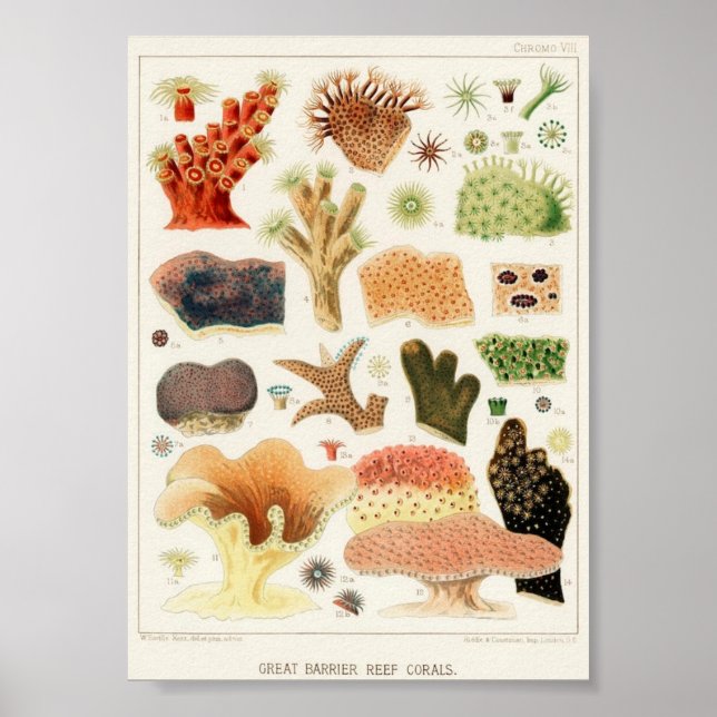 Poster Ilustração da Vida Marinha (Frente)