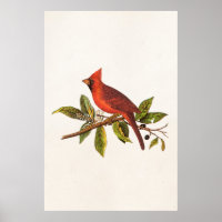 Ilustração das aves cardinais Vintage - década de