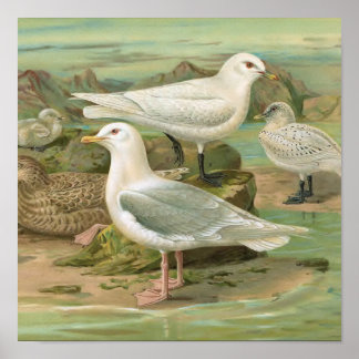 Poster Ilustração das aves da Islândia e da Ivory Gull Vi
