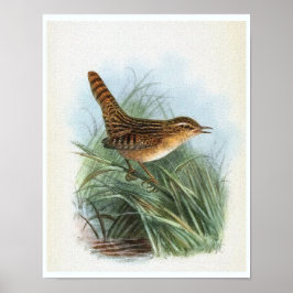 Pôster Ilustração das aves da Vintage Wren Sedge
