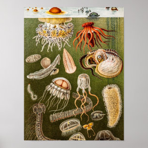 Pôster Ilustração das medusas da antiguidade das medusa